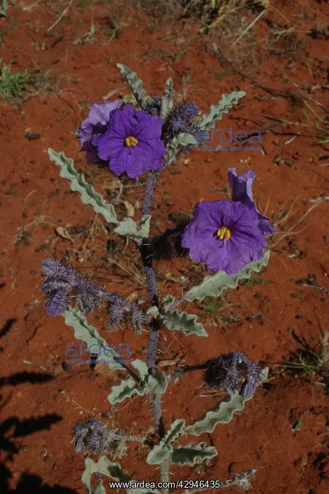 : Bush Tomato plant : Bush Tomato plant