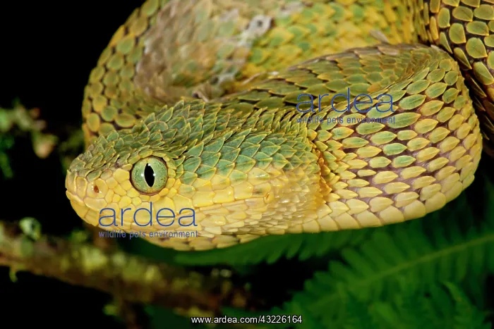 : Bush Viper, Atheris squamiger, Native to : Bush Viper, Atheris squamiger, Native to