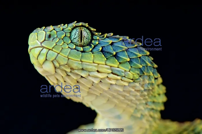 : Bush viper (Atheris squamigera), Uganda : Bush viper (Atheris squamigera), Uganda