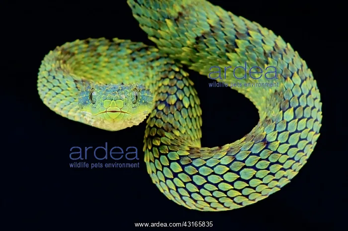 : Bush viper (Atheris squamigera), Uganda : Bush viper (Atheris squamigera), Uganda