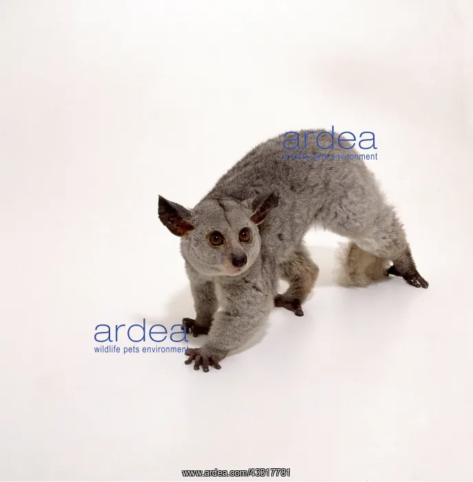 : BUSHBABY - full body in studio : BUSHBABY - full body in studio