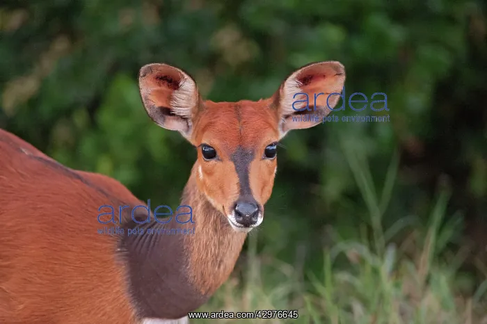 : Bushbuck (Tragelaphus scriptus). Ol Pejeta Conservancy - Kenya - Africa : Bushbuck (Tragelaphus scriptus). Ol Pejeta Conservancy - Kenya - Africa