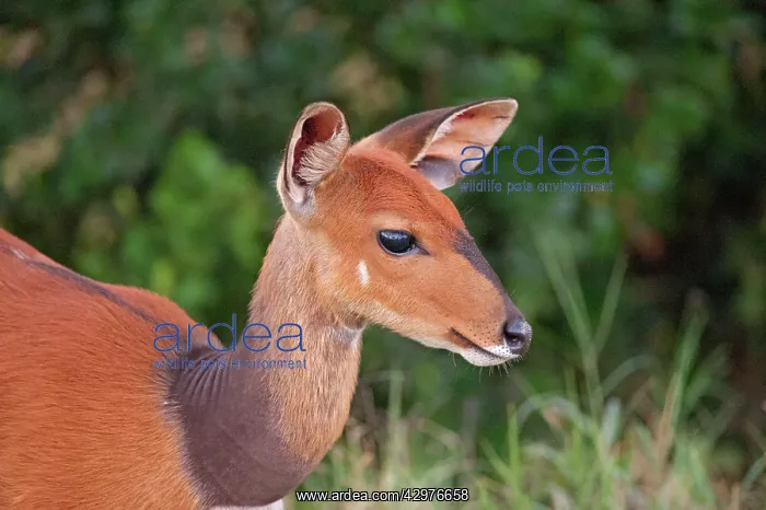 : Bushbuck (Tragelaphus scriptus). Ol Pejeta Conservancy - Kenya - Africa : Bushbuck (Tragelaphus scriptus). Ol Pejeta Conservancy - Kenya - Africa