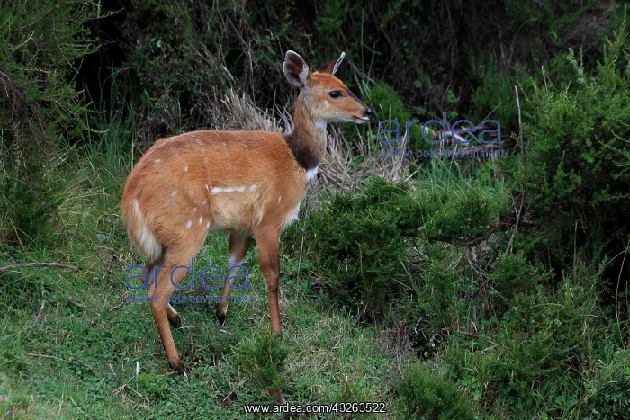  : Bushbuck doe