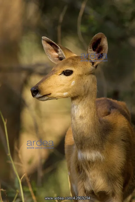 : Bushbuck - Female in the evening : Bushbuck - Female in the evening