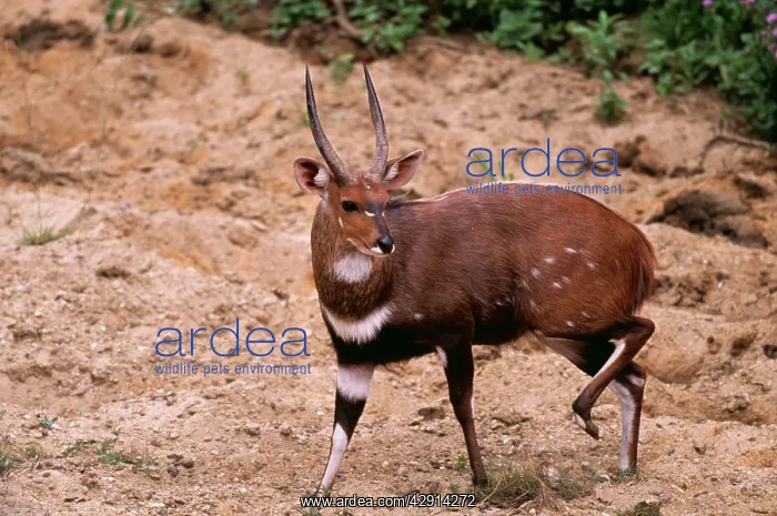 : BUSHBUCK RAM - side on : BUSHBUCK RAM - side on