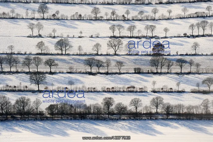 : Bushes and Trees in Rows, Winter Landscape, Schleswig : Bushes and Trees in Rows, Winter Landscape, Schleswig