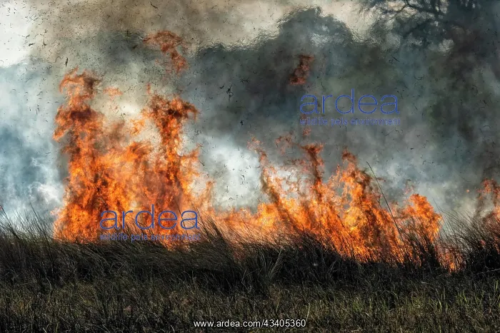 : Bushfire in the African Savannah, Botswana, Africa : Bushfire in the African Savannah, Botswana, Africa
