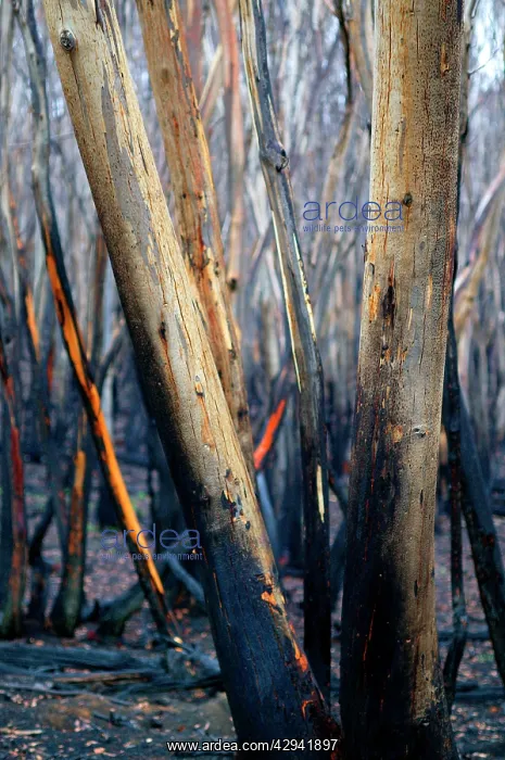 : Bushfire aftermath.Alpine National Park, Dargo : Bushfire aftermath.Alpine National Park, Dargo