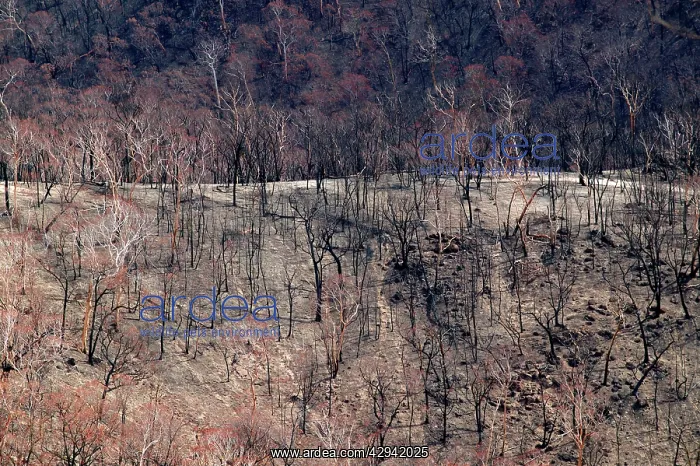 : Bushfire aftermath.between Omeo and Mitta Mitta : Bushfire aftermath.between Omeo and Mitta Mitta