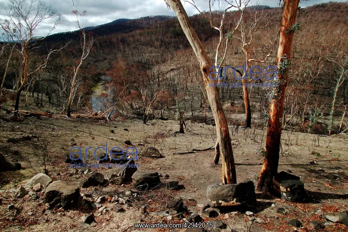  : Bushfire aftermath.Mitta Mitta River in the background