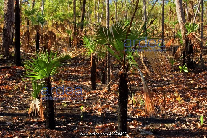 : Bushfire - forest in Far North of the Northern : Bushfire - forest in Far North of the Northern