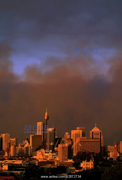 : Bushfires - Smoke from raging bushfire dwarfs the : Bushfires - Smoke from raging bushfire dwarfs the