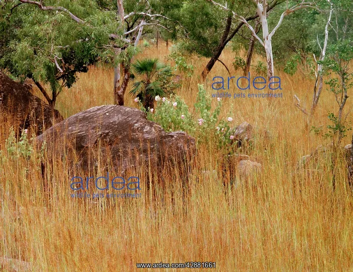 : Bushland with spear grass, eucalypts, sand palm : Bushland with spear grass, eucalypts, sand palm