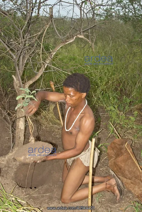 : Bushman - digging up plant to extract drink from root : Bushman - digging up plant to extract drink from root