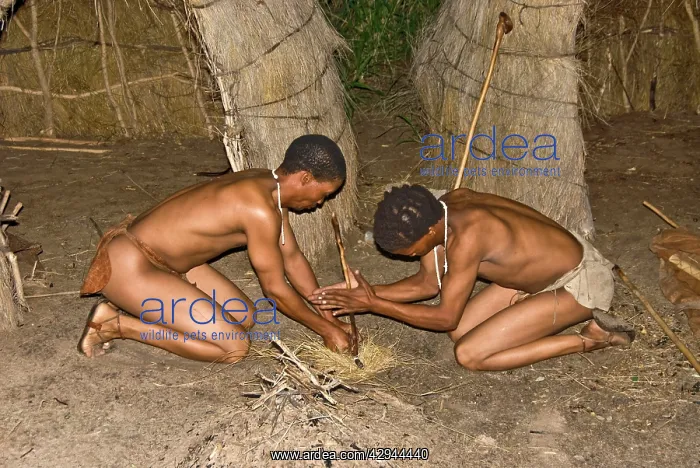 : Bushman - lighting a fire by traditional method : Bushman - lighting a fire by traditional method