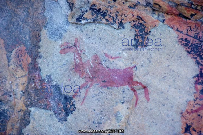: Bushman paintings in the Cederberg Mountains, Cape : Bushman paintings in the Cederberg Mountains, Cape
