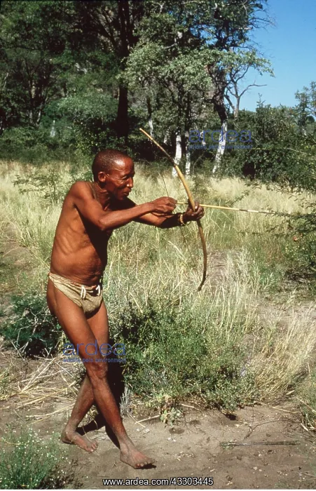 : BUSHMAN / San - HUNTING : BUSHMAN / San - HUNTING