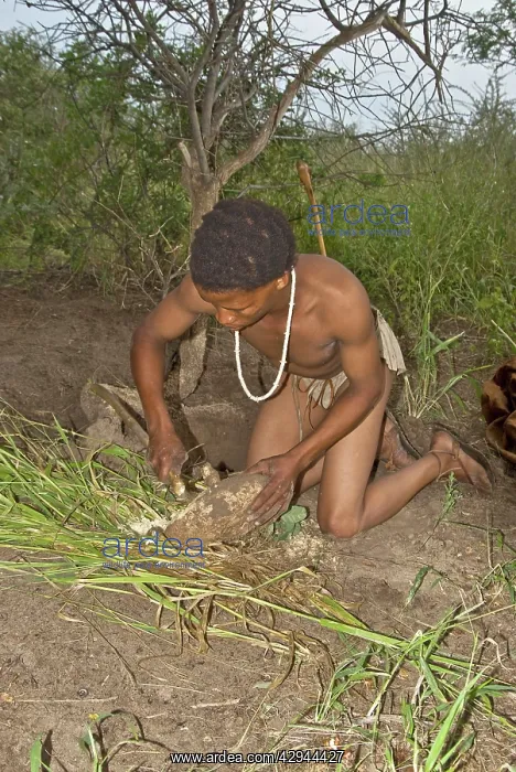  : Bushman - scraping root of plant to extract moisture