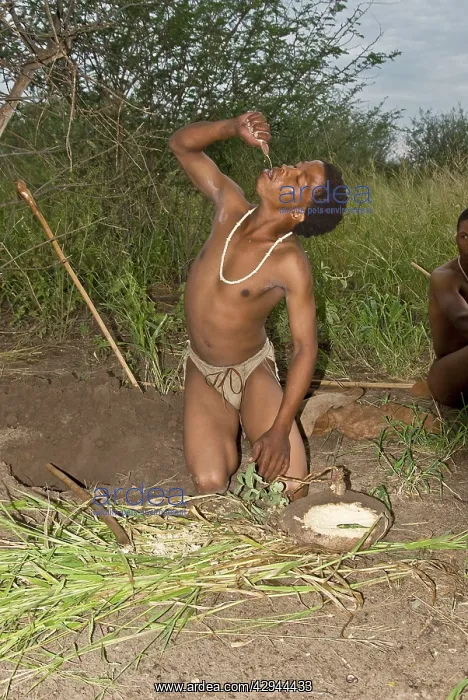 : Bushman - squeezing flesh of plant and drinking : Bushman - squeezing flesh of plant and drinking