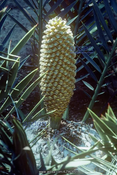 : BushmanIs River Cycad : BushmanIs River Cycad