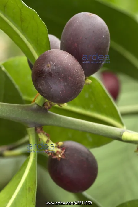 : Bushmans poison (Acokanthera oblongifolia) : Bushmans poison (Acokanthera oblongifolia)