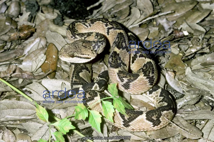 : Bushmaster : Bushmaster