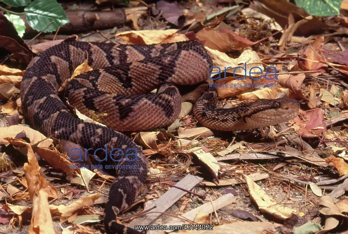 : Bushmaster : Bushmaster
