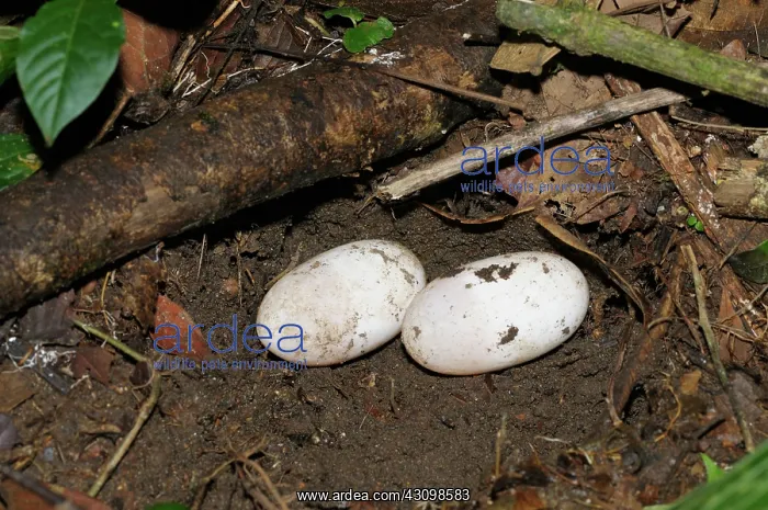 : Bushmaster eggs : Bushmaster eggs