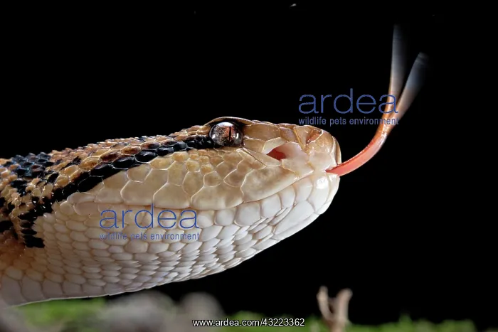 : Bushmaster (Lachesis muta) French Guyana : Bushmaster (Lachesis muta) French Guyana