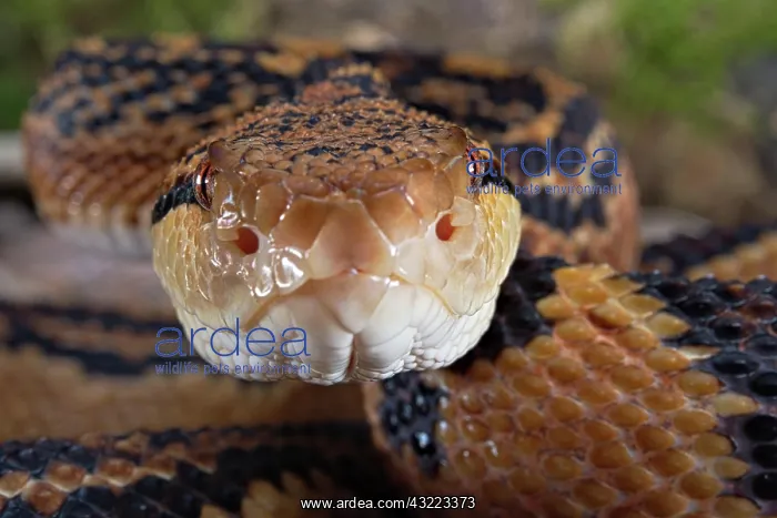 : Bushmaster (Lachesis muta) French Guyana : Bushmaster (Lachesis muta) French Guyana