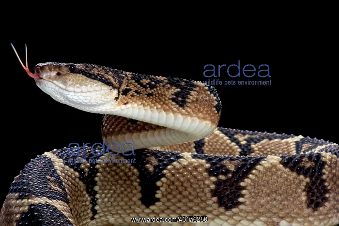 : Bushmaster (Lachesis muta), Surinam : Bushmaster (Lachesis muta), Surinam