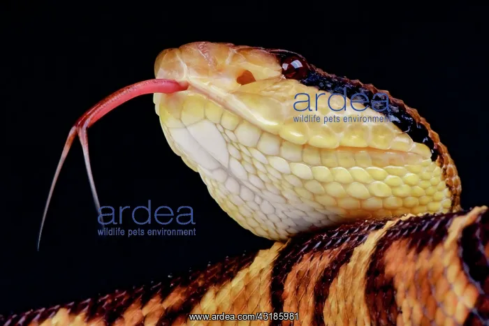  : Bushmaster (Lachesis stenophrys), Brazil