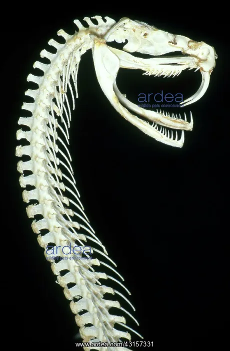 : Bushmaster Skeleton : Bushmaster Skeleton