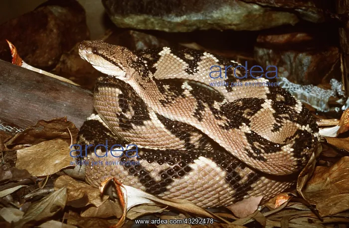 : BUSHMASTER SNAKE - poisonous : BUSHMASTER SNAKE - poisonous