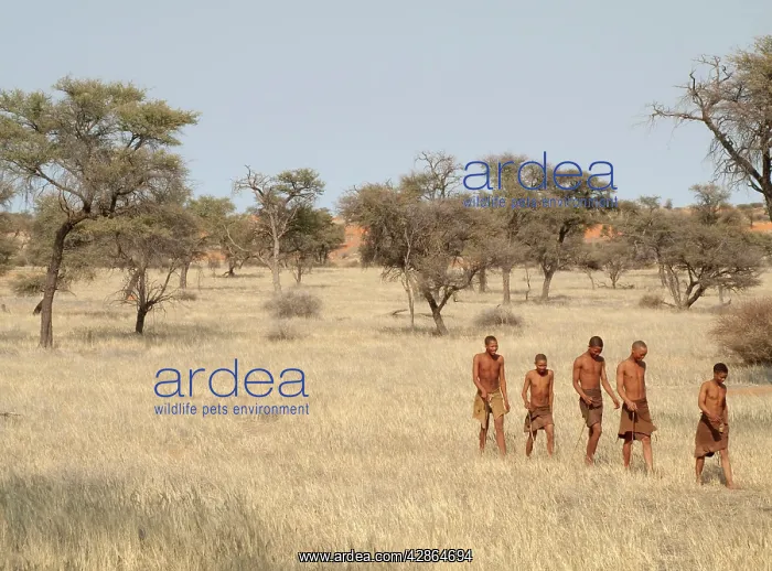 : Bushmen - presenting tourist demonstration - Camelthorn : Bushmen - presenting tourist demonstration - Camelthorn