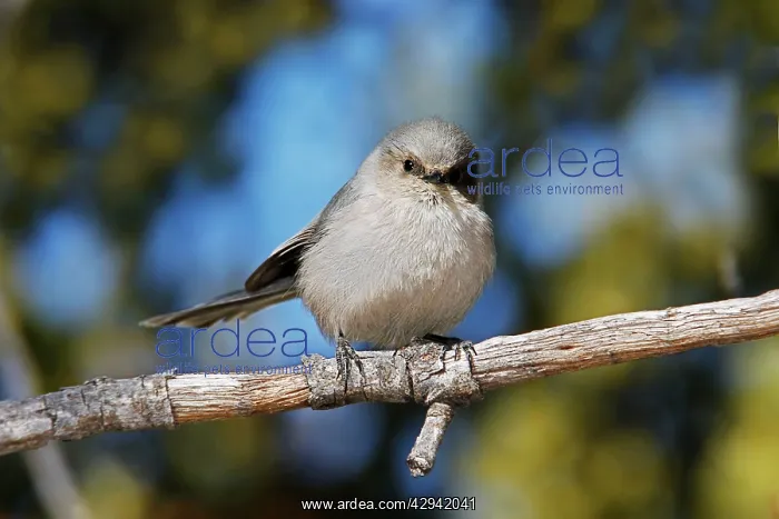  : Bushtit (Psaltriparus minimus). USA