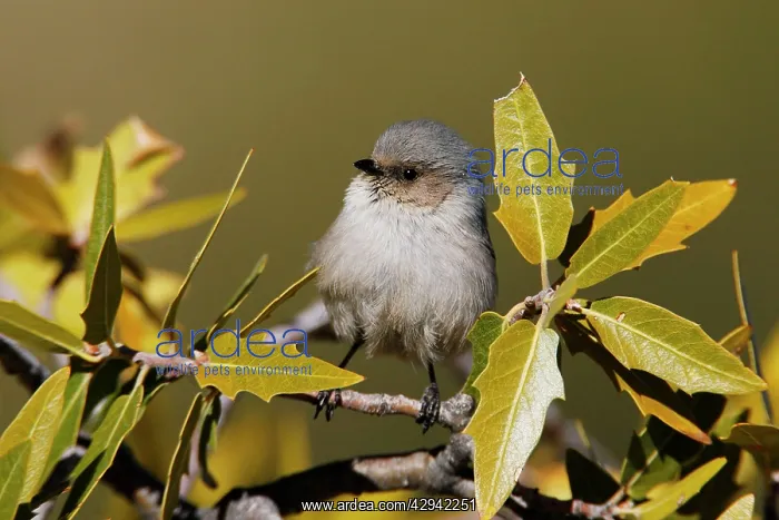  : Bushtit (Psaltriparus minimus). USA