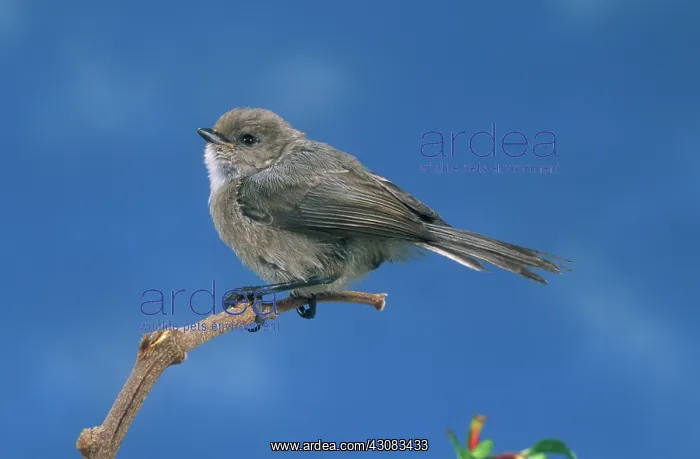 : Bushtit (Psaltriparus minimus). California : Bushtit (Psaltriparus minimus). California