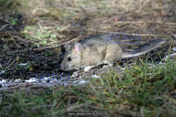 : Bushy-tailed Woodrat / Pack Rat in field : Bushy-tailed Woodrat / Pack Rat in field