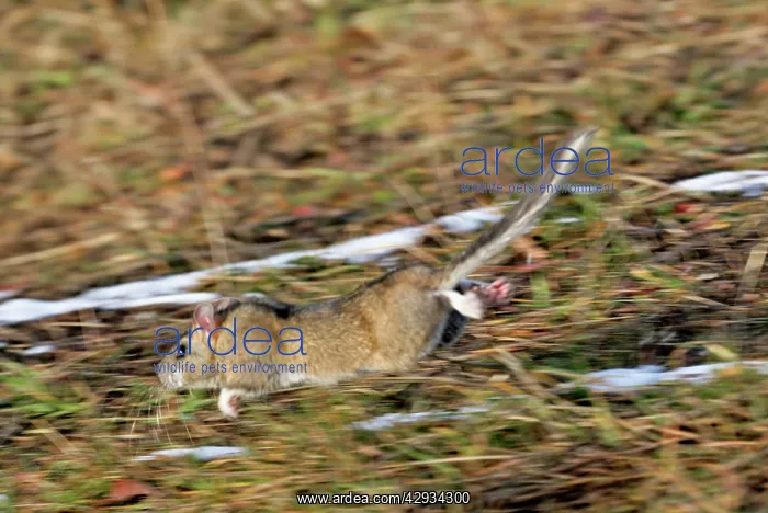 : Bushy-tailed Woodrat / Pack Rat - running in field : Bushy-tailed Woodrat / Pack Rat - running in field