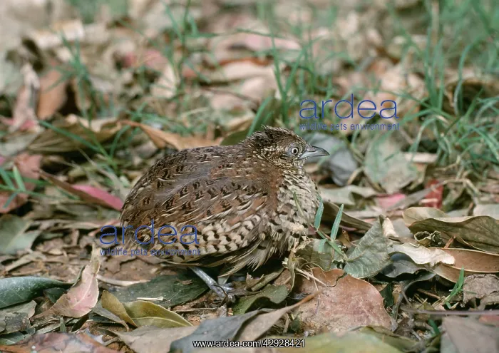 : BUSTARD QUAIL / Barred Button Quail / Barred Buttonquail : BUSTARD QUAIL / Barred Button Quail / Barred Buttonquail