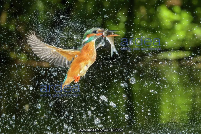 : Busted Common kingfisher ( Alcedo atthis) with captured : Busted Common kingfisher ( Alcedo atthis) with captured