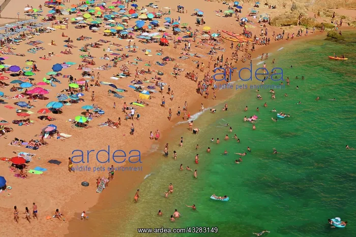 : Busy beach, Praia de Carvoeiro, Carvoeiro, Algarve : Busy beach, Praia de Carvoeiro, Carvoeiro, Algarve