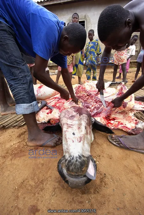 : Butchering a Cow in Ouidah Benin : Butchering a Cow in Ouidah Benin