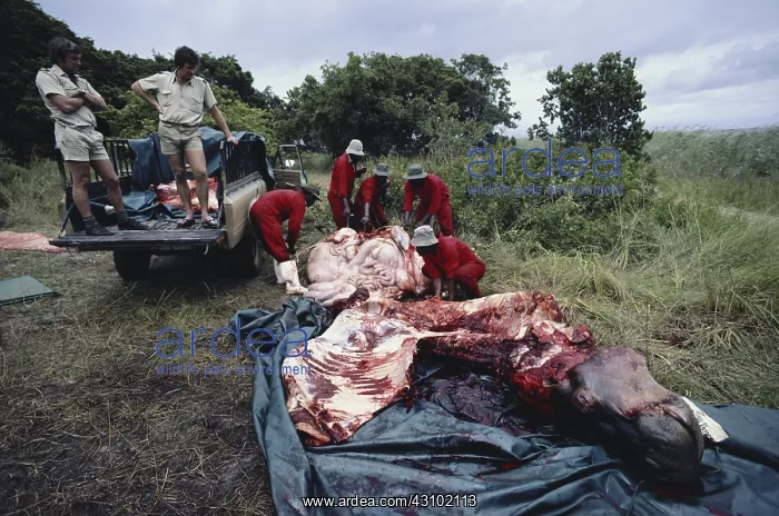 : Butchering a Culled Hippo : Butchering a Culled Hippo