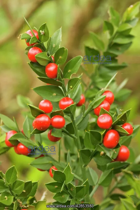 : Butcher's Broom with berries : Butcher's Broom with berries