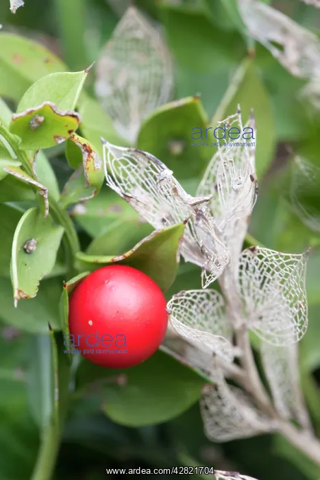 : Butcher's Broom - with berry : Butcher's Broom - with berry