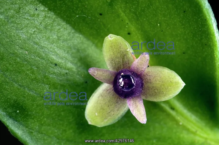 : Butcher's Broom - close-up flower - example of : Butcher's Broom - close-up flower - example of