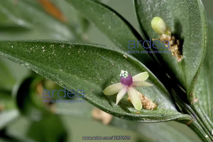 : Butcher's broom in flower. Excellent example of : Butcher's broom in flower. Excellent example of